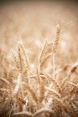 Wheat grain crop ears on field