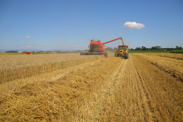 Obraz premium moisson du blé