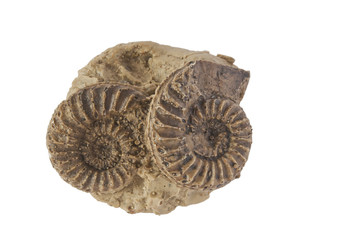 Ammonites © Arousa