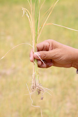 Fototapeta na wymiar suchy ryż w ręce rolnika
