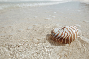 Fototapeta na wymiar nautilus shell in golden sea wave, shallow dof