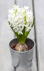 White hyacinth isolated on wooden background. Selective focus