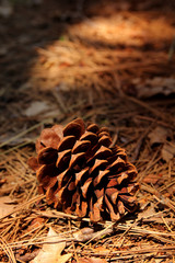 Pine cone