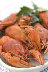 Crayfish crab crawfish red on a platter