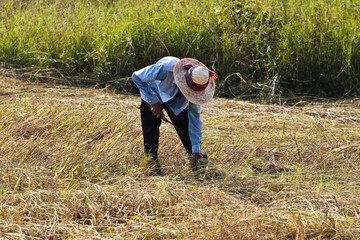 Farmers Thailand.