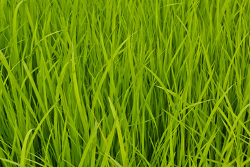 Rice fields