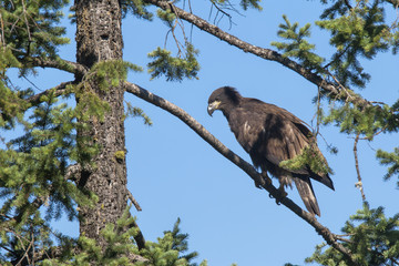 Young bald eagle in tree.