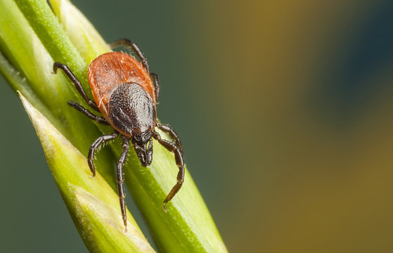 Tick on a plant straw