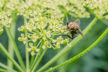 Common Fly Macro