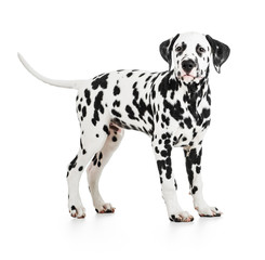 Standing Dalmatian dog isolated on white