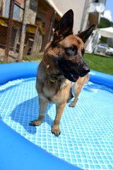 German shepherd in the pool