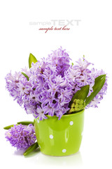 Beautiful Hyacinths