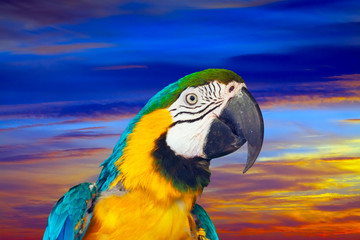 Closeup of  macaw against sunset sky © JackF