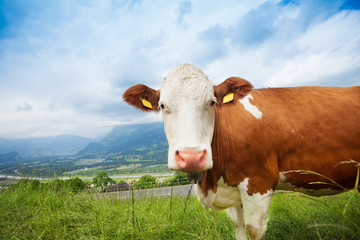 Fototapeta na wymiar Zbliżenie krowy