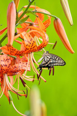 オニユリとアゲハ蝶