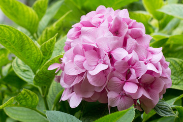 delicate pink hydrangea