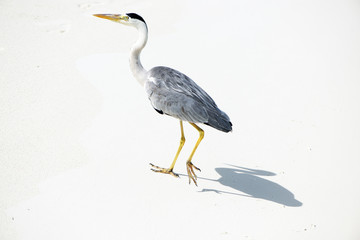 Heron at the beach