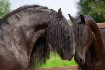 Friesian horses