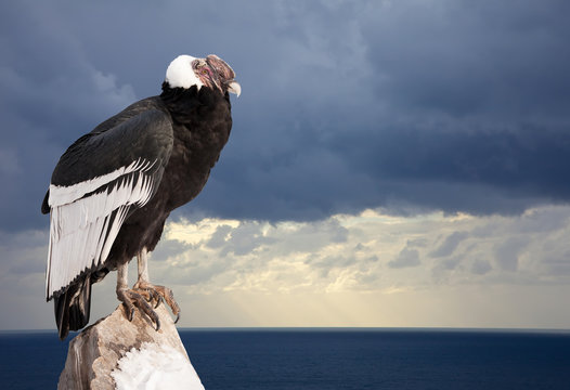 Andean condor sitting on rock