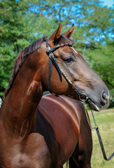 Obraz premium Trakehner stallion
