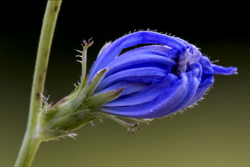 blue composite  cichorium intybus pumilium
