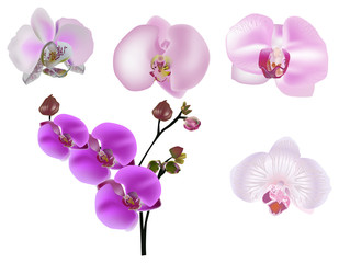 pink orchids flowers on white collection