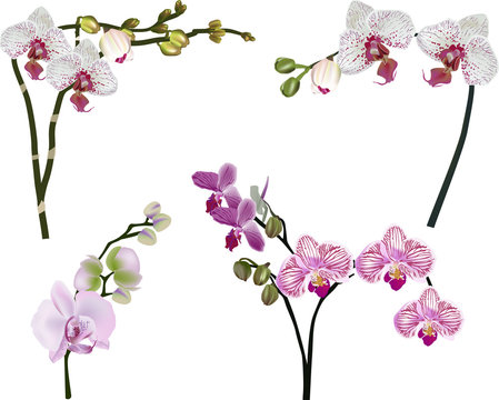 four isolated orchid branches