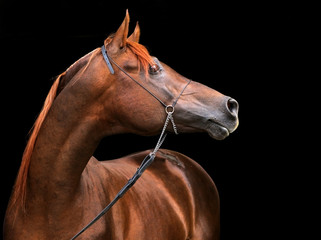 Purebred Arabian Horse