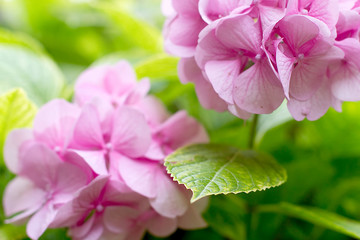 delicate pink hydrangea