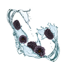 Water splash with blackberry