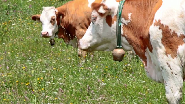 Footage - Cattle