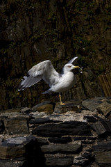 sea gull  in the rock of