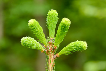 green fir buds