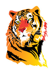 tiger