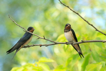 bird