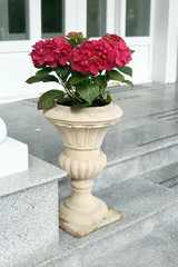 The red hydrangea in ceramic pot on stairs