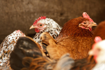 chicken