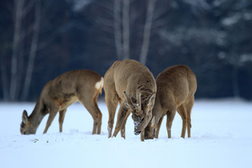 Fototapeta premium roe