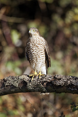 Sparrowhawk, Accipiter nisus, 