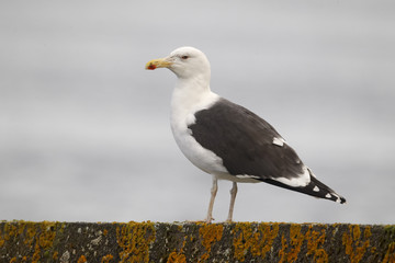 Great black-backed gull, Larus marinus
