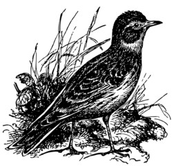 Bird Skylark