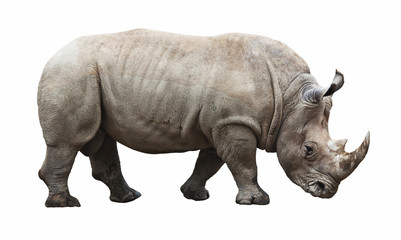 rhino on white background - obrazy, fototapety, plakaty