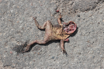 dead toad on road