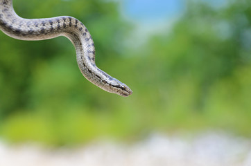 Smooth Snake