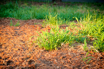 Green grass
