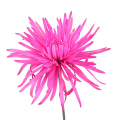 beautiful pink flower