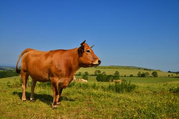 La vache Aubrac