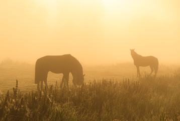 Fototapeta na wymiar Horses in the fog