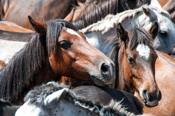 rapa las bestas sabucedo