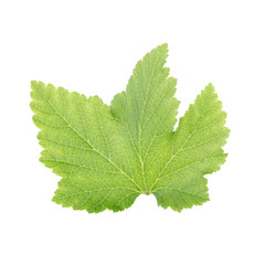 Naklejka na ściany i meble fresh green leaf of redcurrant